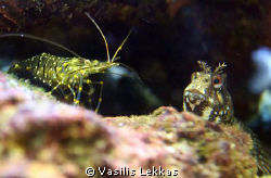 A qurrious blenny examines a small cleaner shrimp. I bet ... by Vasilis Lekkas 